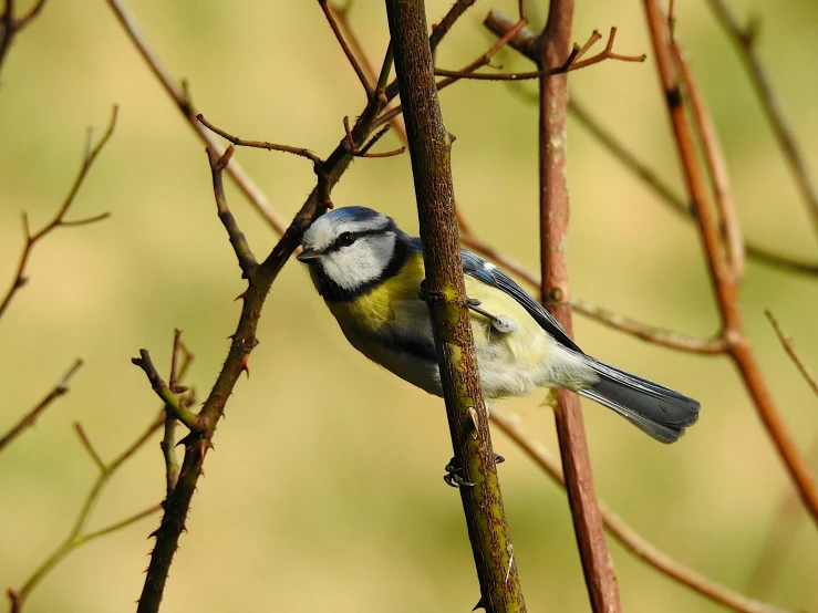 blue and white bird perched on a tree nch