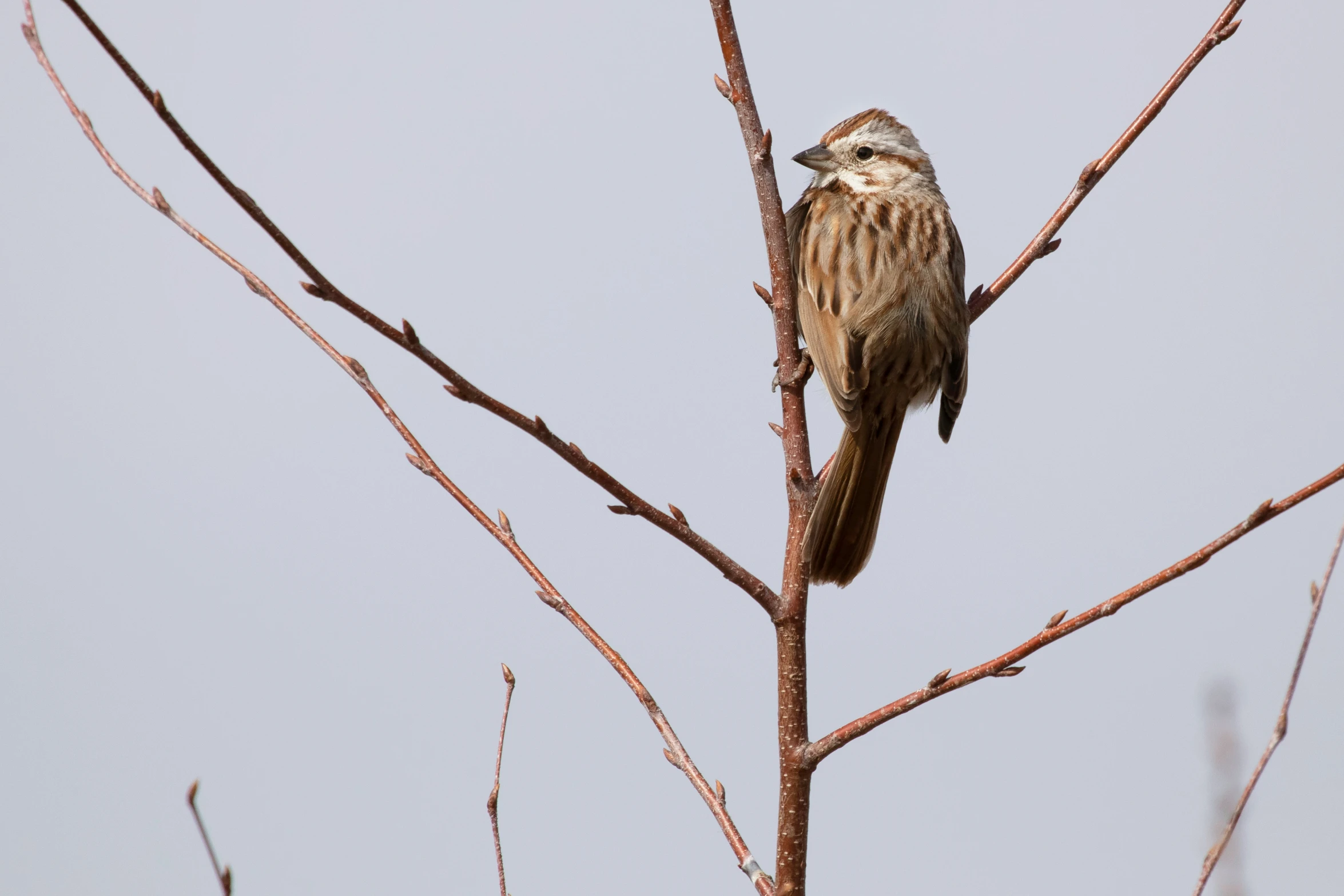 a bird perched on a nch of a tree