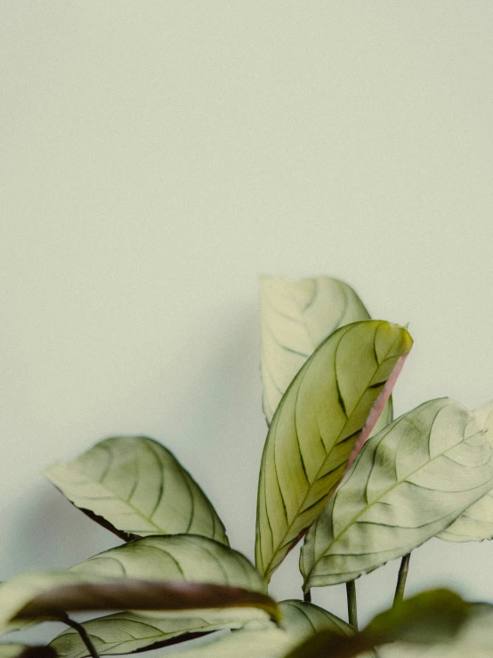 a green plant with large leaves in front of white wall