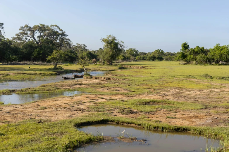 a giraffe standing in the middle of some water