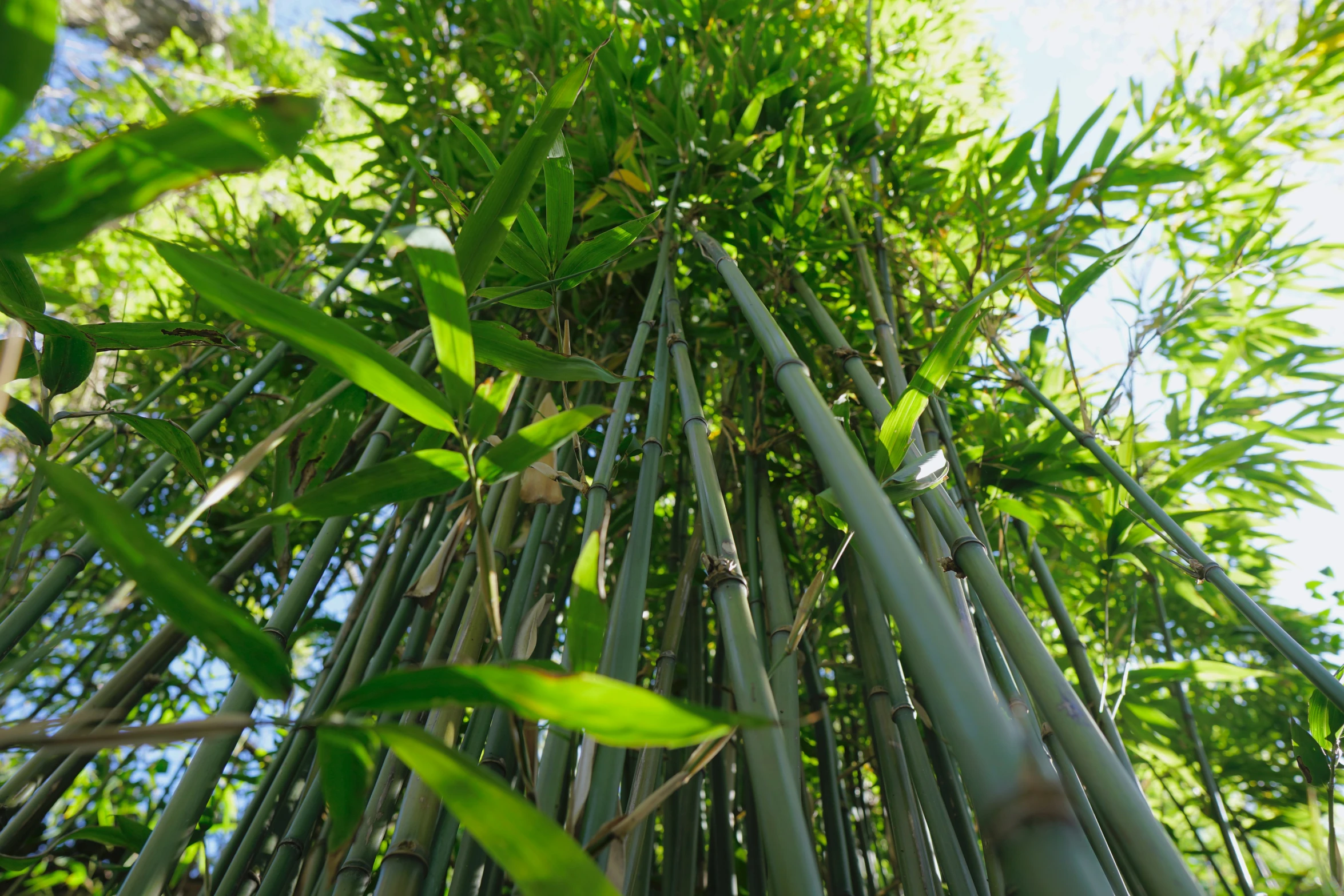 a tall bamboo tree with many green leaves