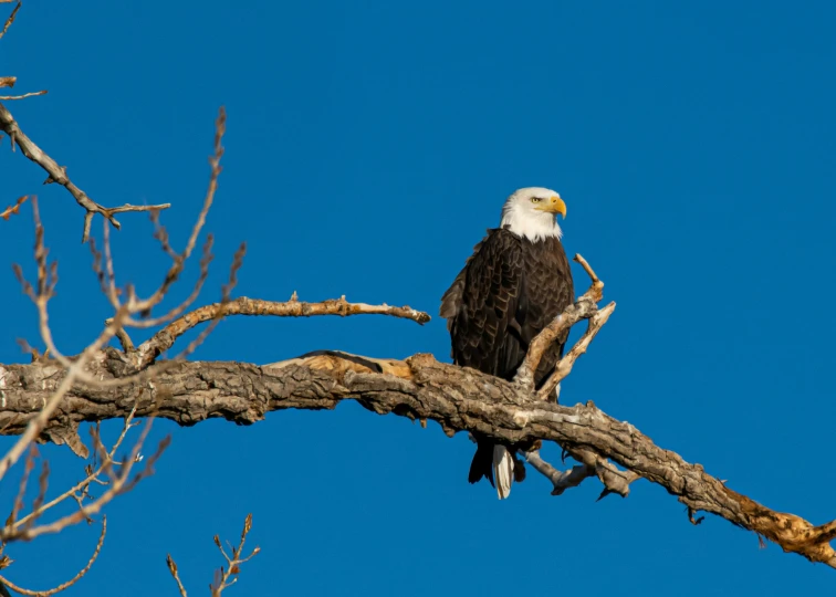 a bald eagle sitting on top of a tree nch