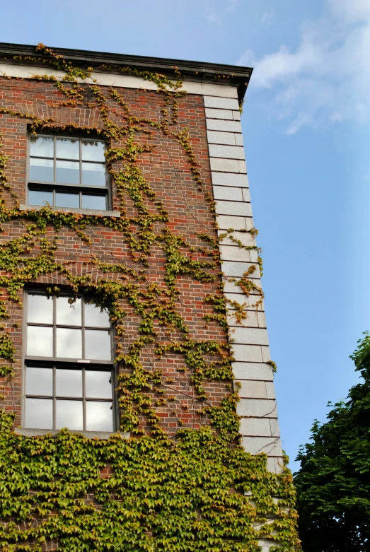 the large windows in this brick building are covered with vines