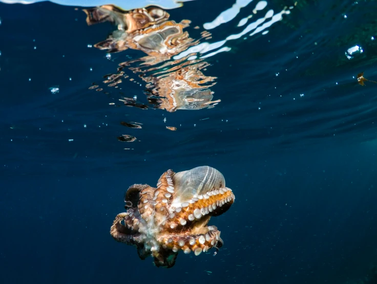 a small orange and brown jellyfish swimming under water