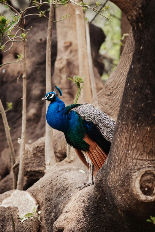 peacock sitting on a rock, with a tree in the background