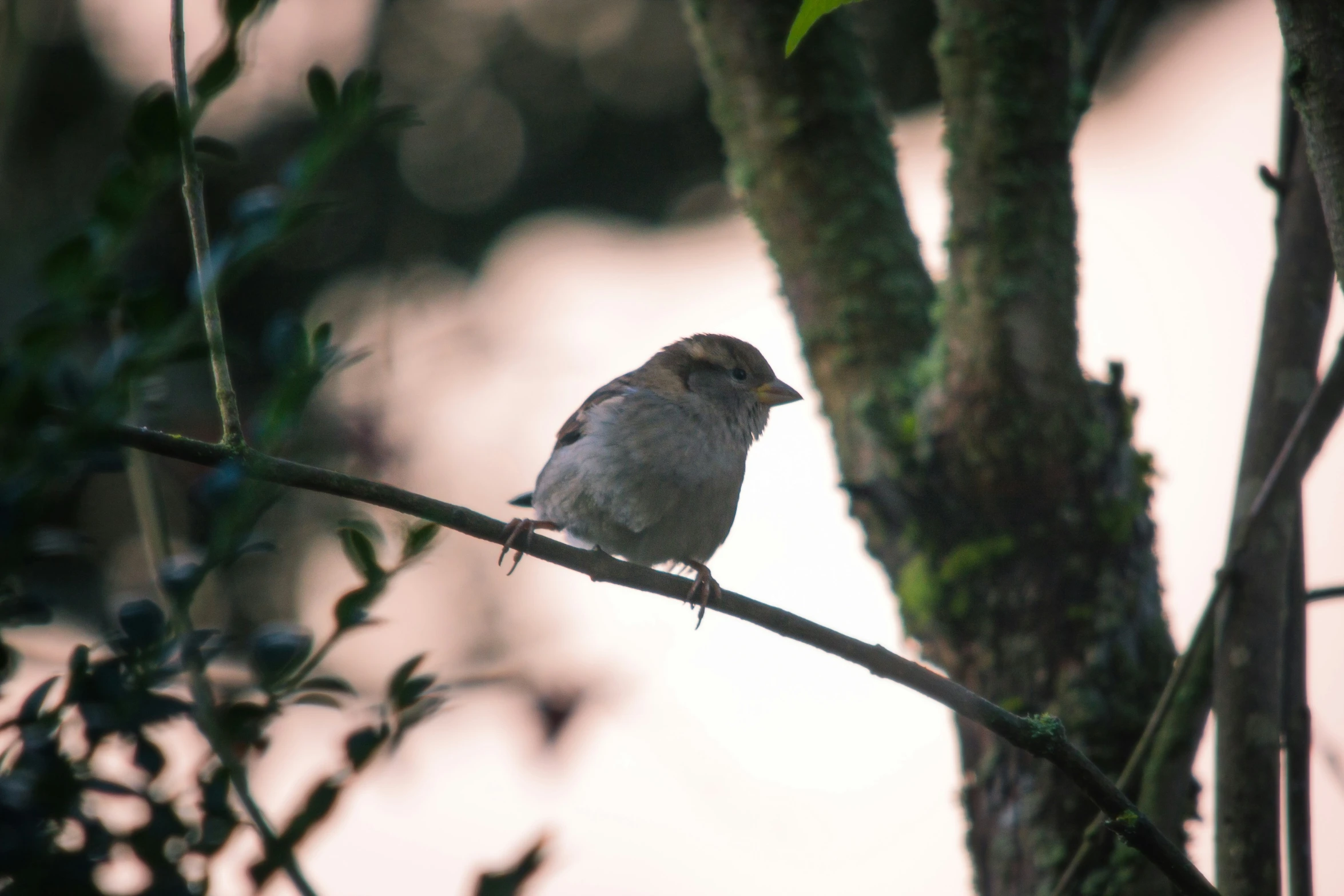 the bird is perched on the twig near a tree