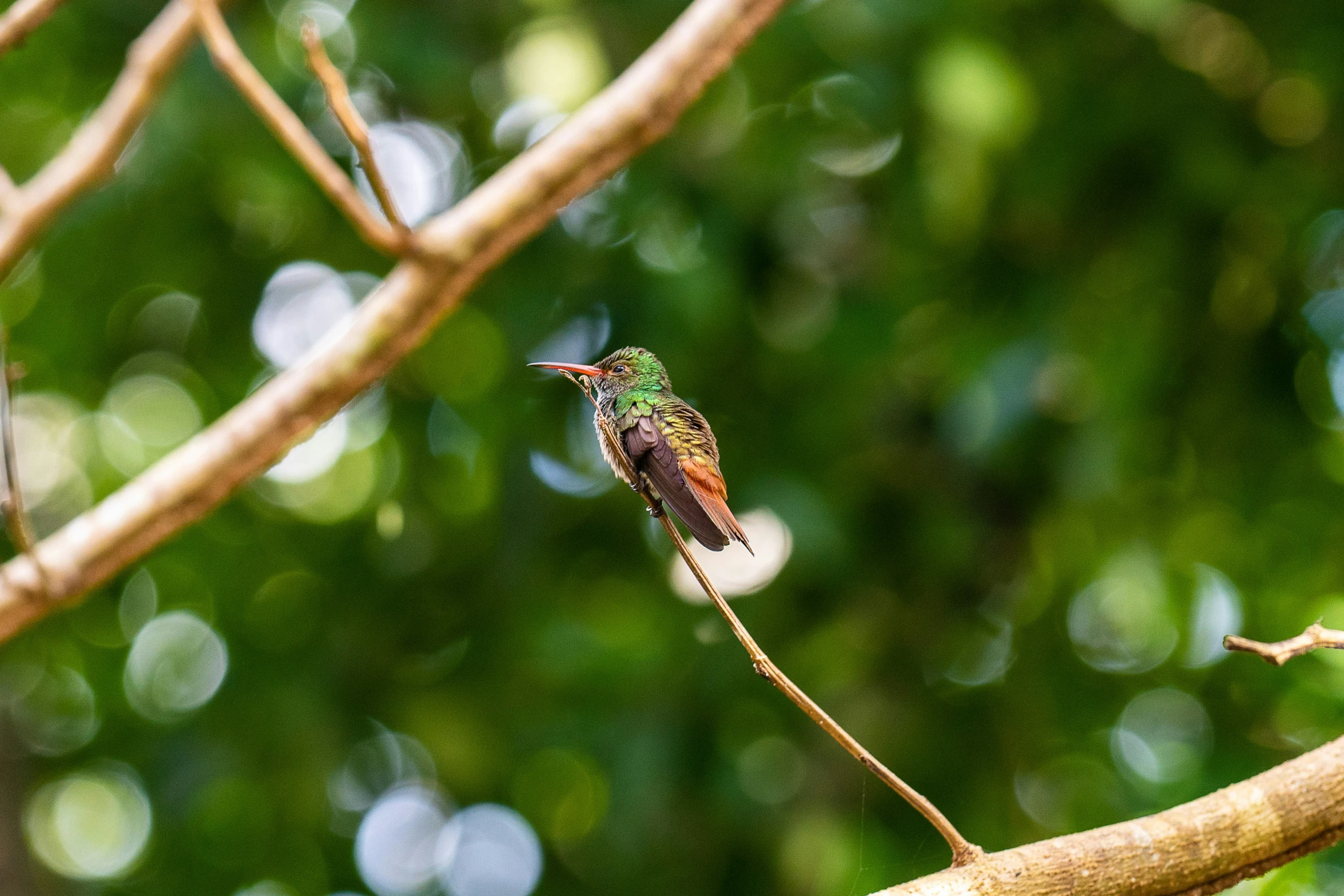 the little hummingbird is perched on a nch