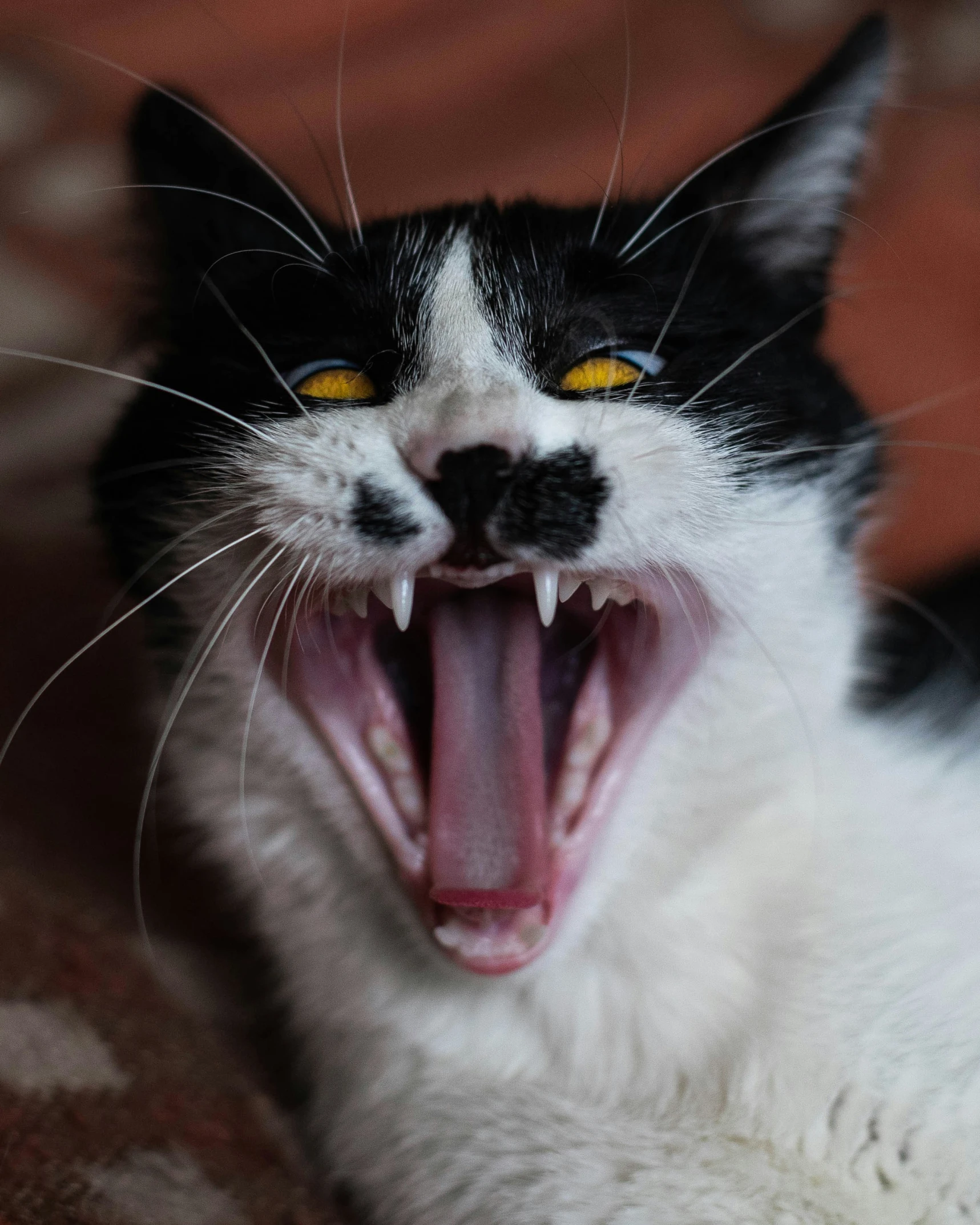 a black and white cat has its mouth open