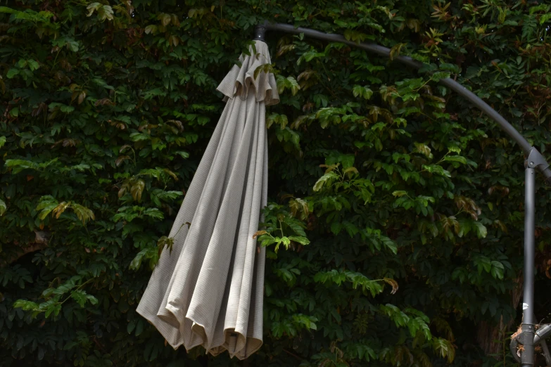 a bunch of green leafy trees and a white umbrella