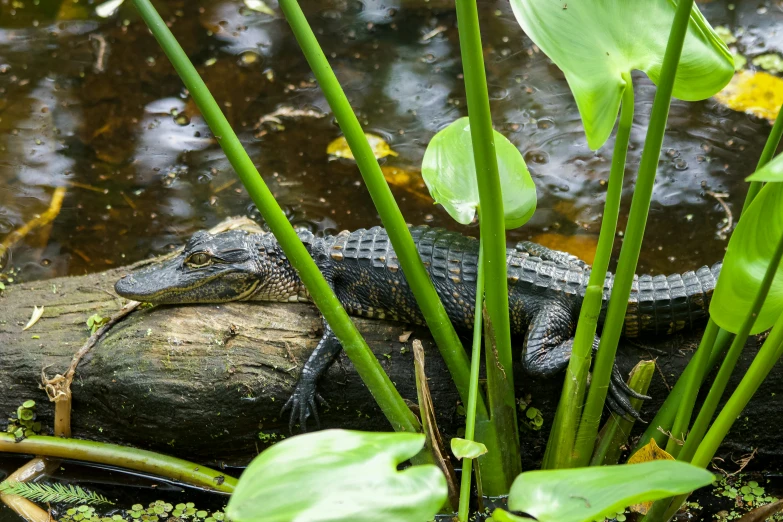 an alligator is sitting on a log in the water