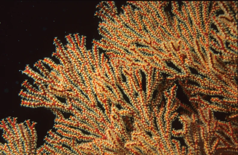 the image shows small colorful corals with a black background