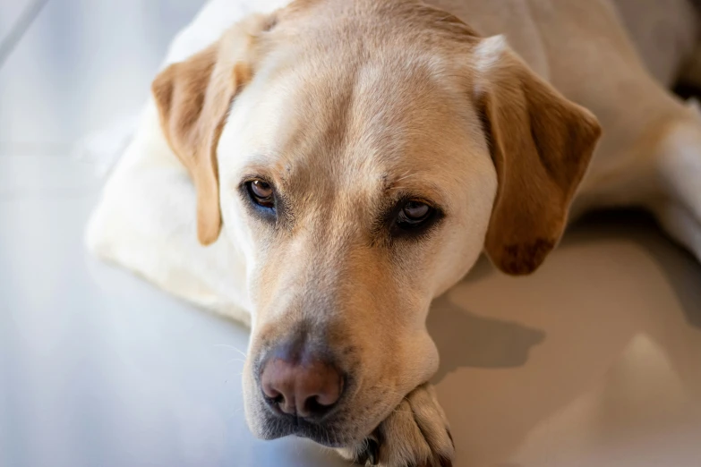 a dog rests his paw on the floor with its paws tucked under his nose