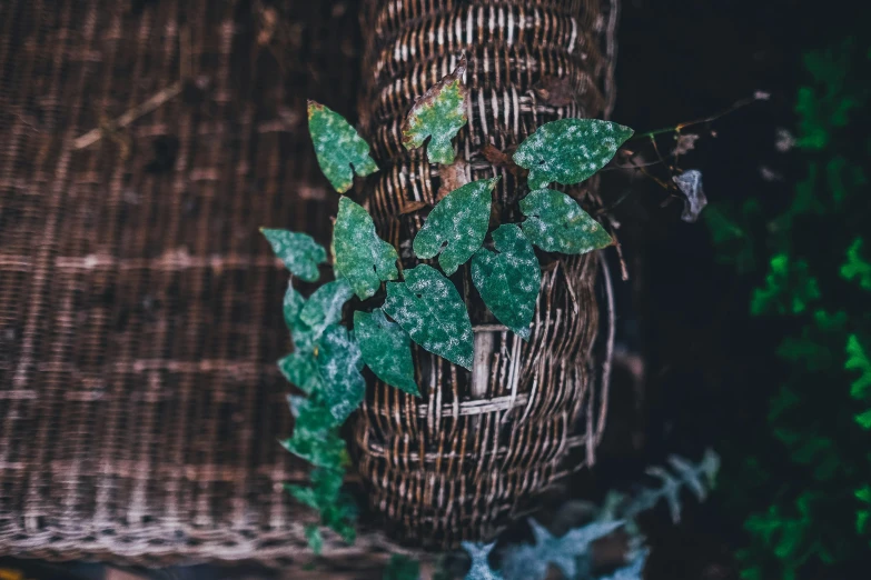 leaves growing out of the side of an old toilet