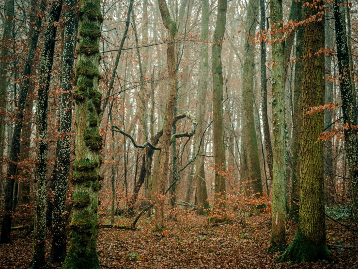 several trees stand in the woods with leaves all over them