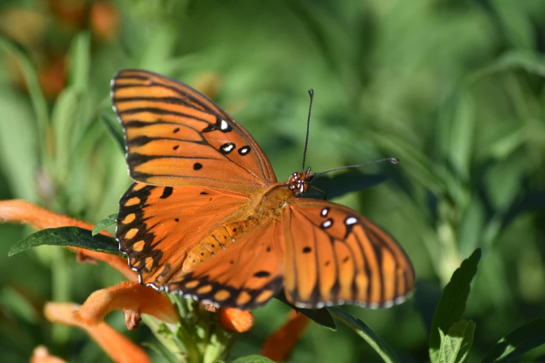 there is a erfly sitting on some flowers