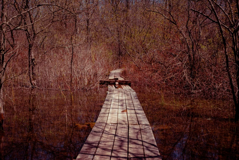 a long path surrounded by tall leafy trees