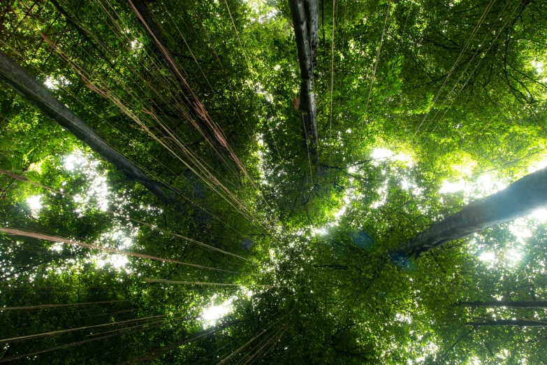 looking up at tall green trees from inside the forest