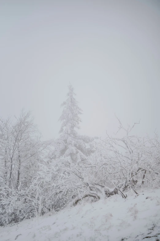 a lone snow covered hill with trees behind it