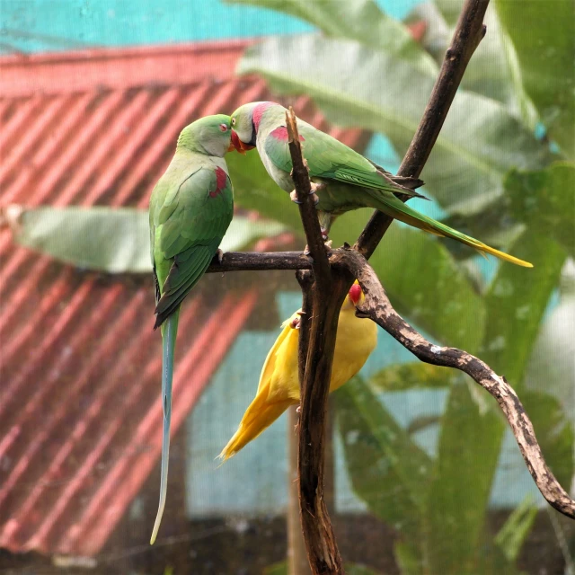 two brightly colored parakeets are standing together in the tree