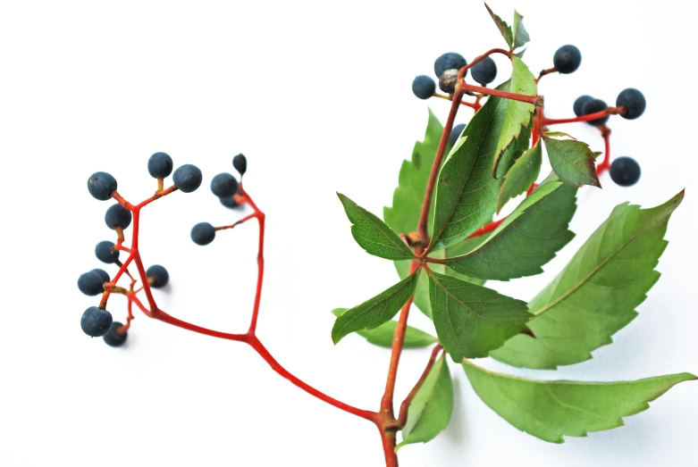 an arrangement of berries and leaves on a white surface