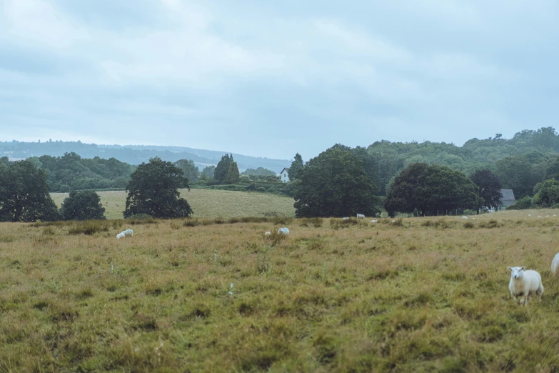 a pasture with sheep grazing, surrounded by trees