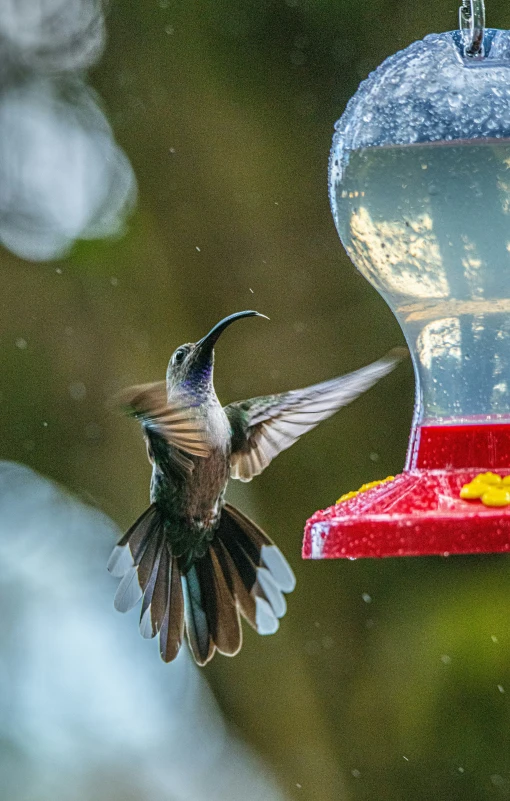 a hummingbird flying towards a feeder filled with hummingbirds