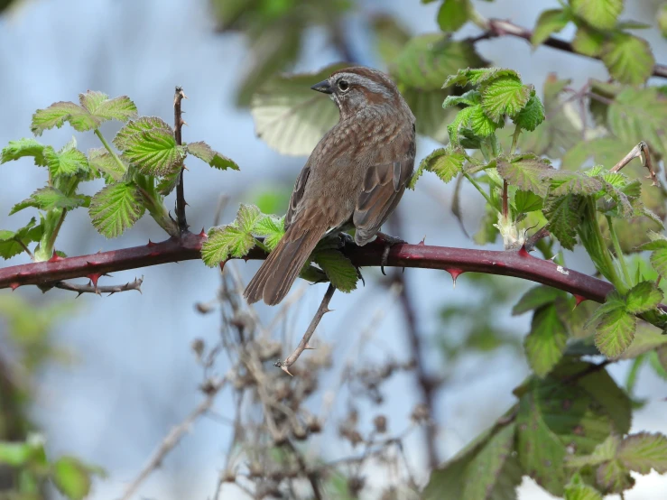 there is a small bird perched on a nch