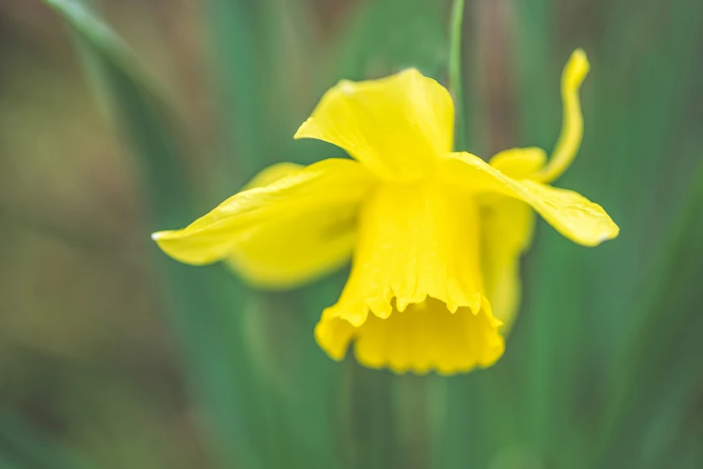 the bright yellow flower is open in the field