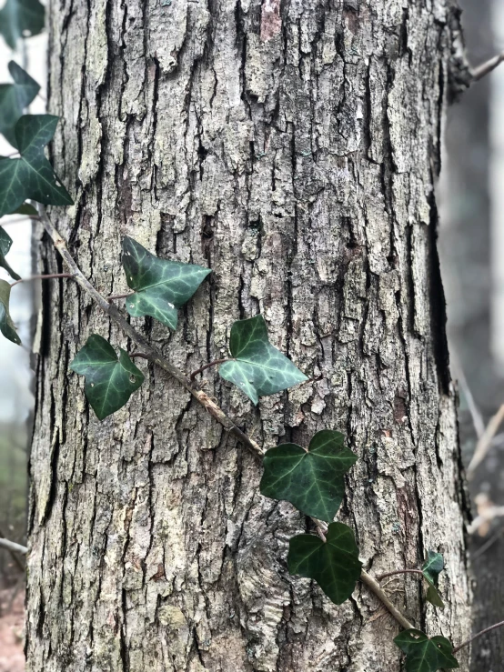 the vine climbing to the tree is pretty