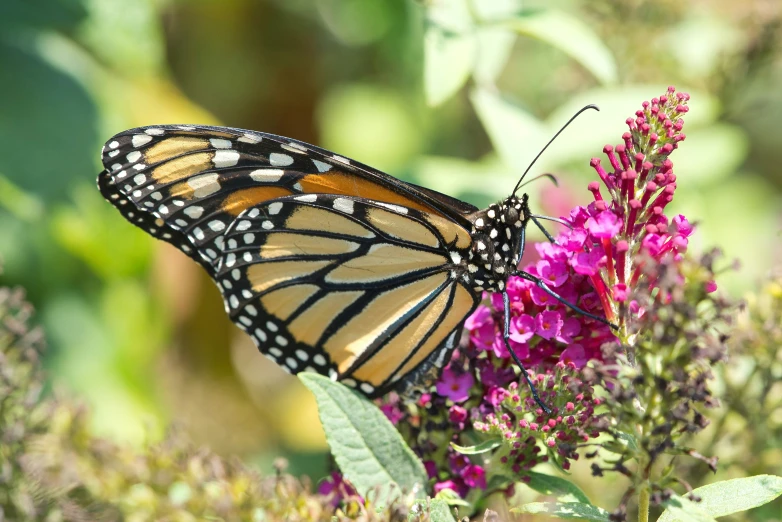 erfly with white and orange wings sitting on a flower