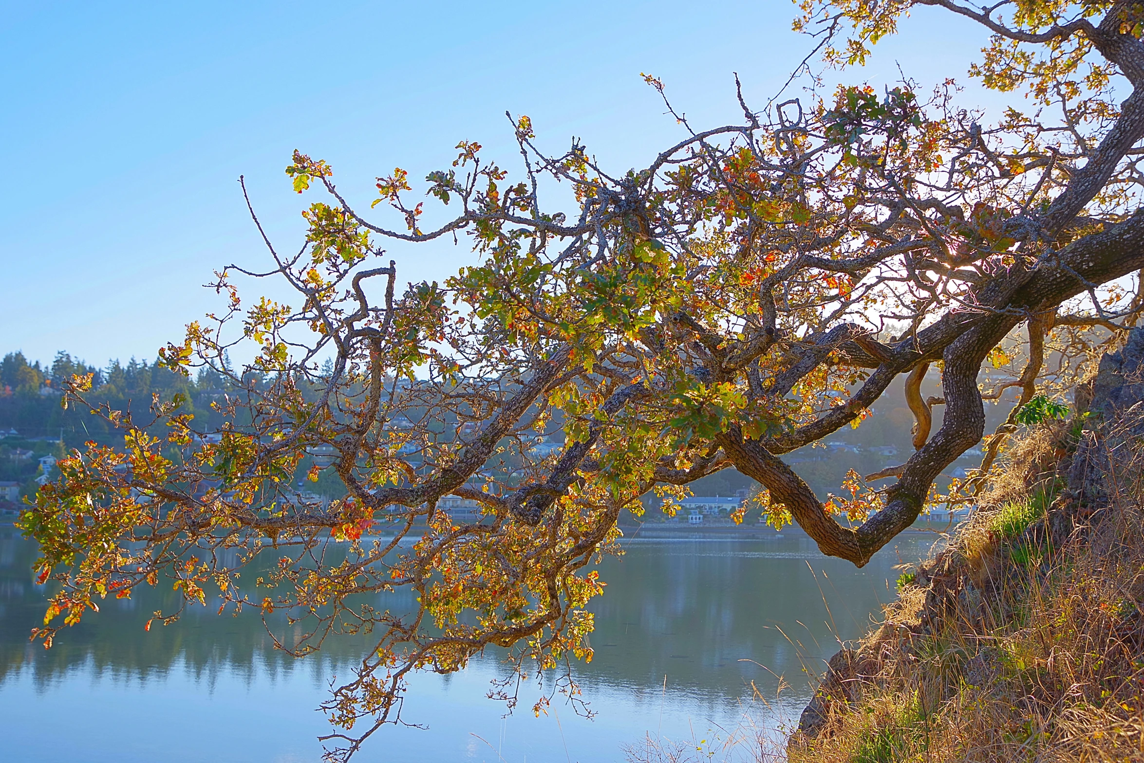 a large tree over a large body of water