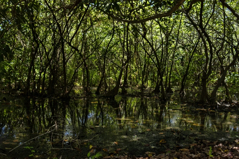 a jungle filled with lots of trees and water