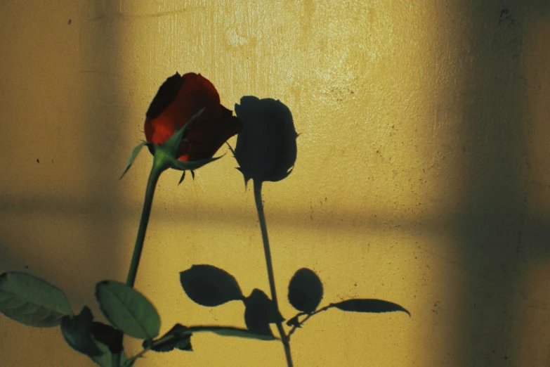 a single rose and the shadow of two buds