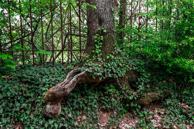 green foliage covers the ground next to trees