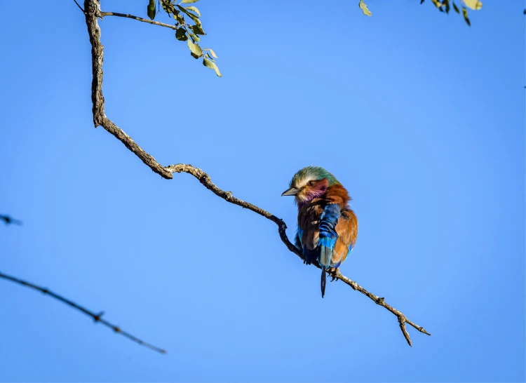 a blue, green, yellow and red bird perched on a tree limb