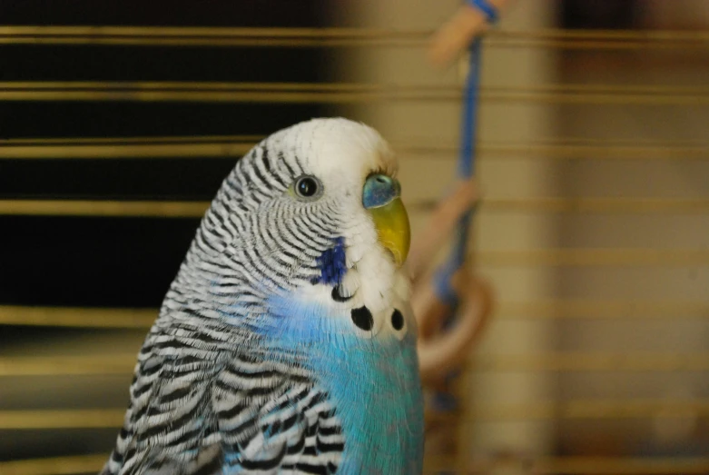 a blue and white bird is standing outside