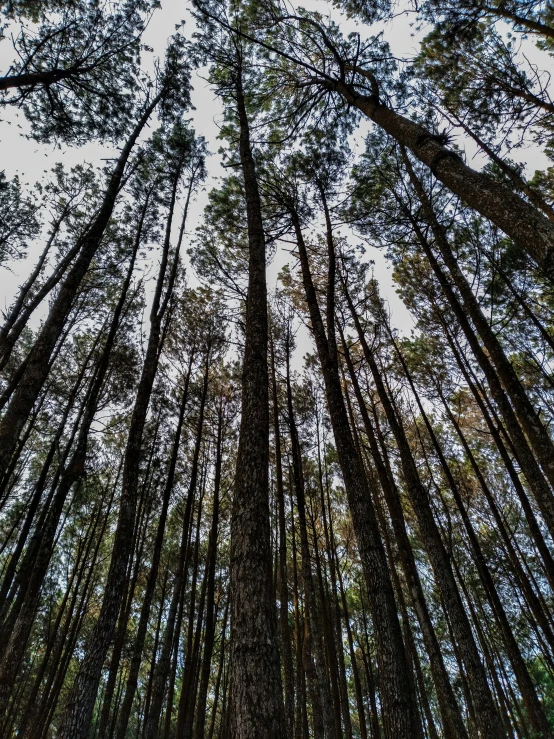 a picture of the top of some tall trees