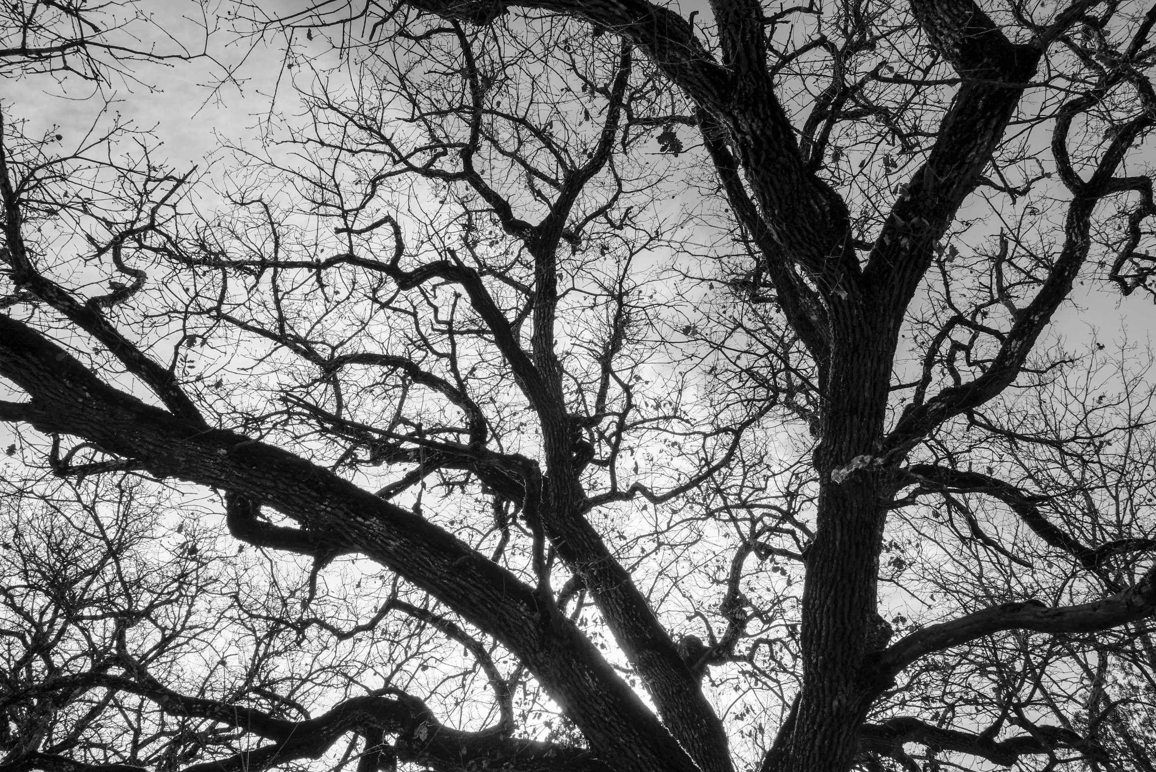 an image of a very large tree in the sky