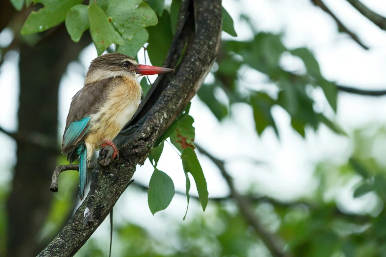 an exotic bird sitting on a tree nch