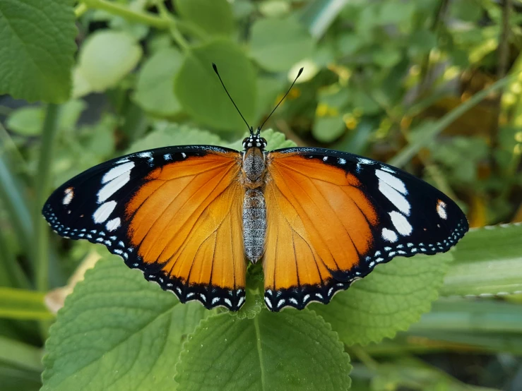 an orange erfly with white markings on its wings