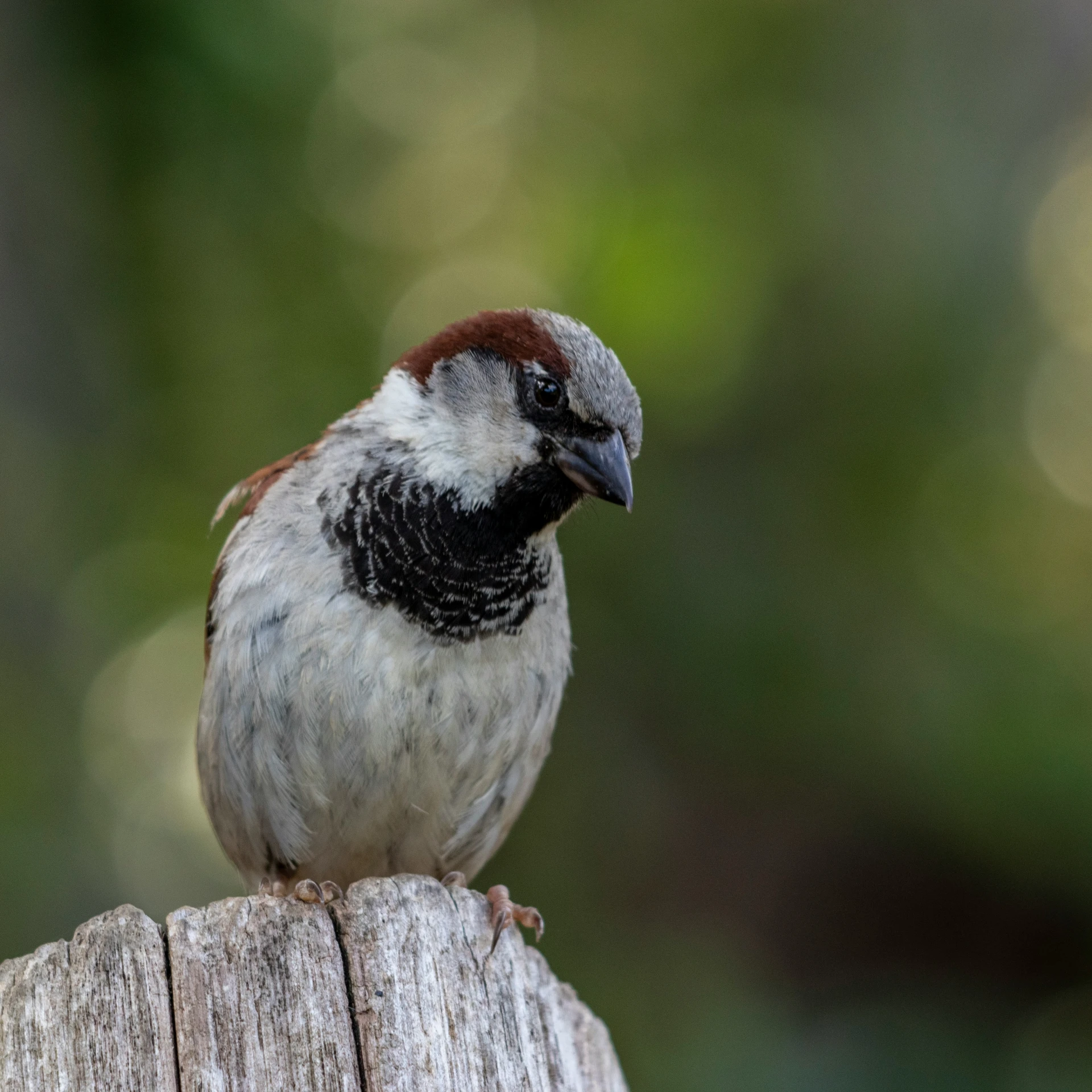 a bird is standing on top of a wooden pole