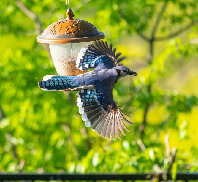 a bird flying past a hanging seed feeder