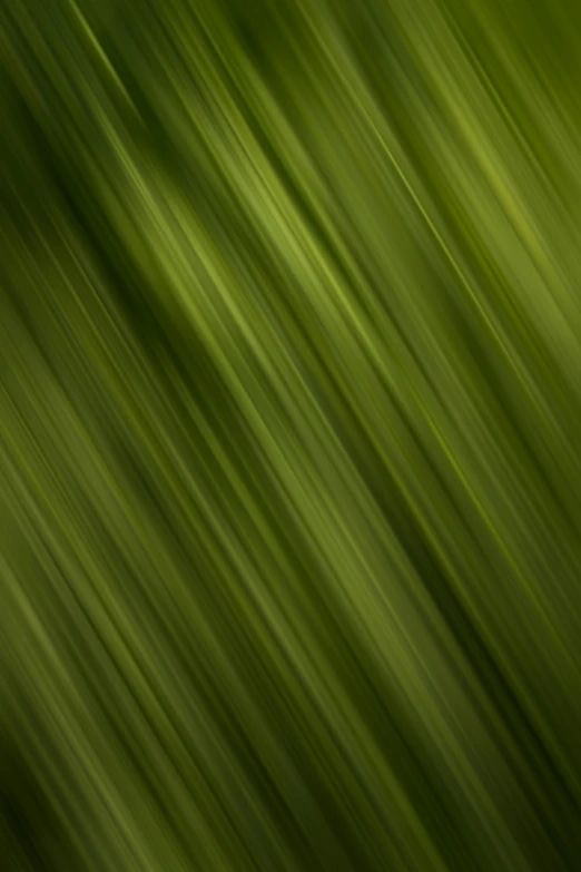 a blurry image of grass, with the background blurred