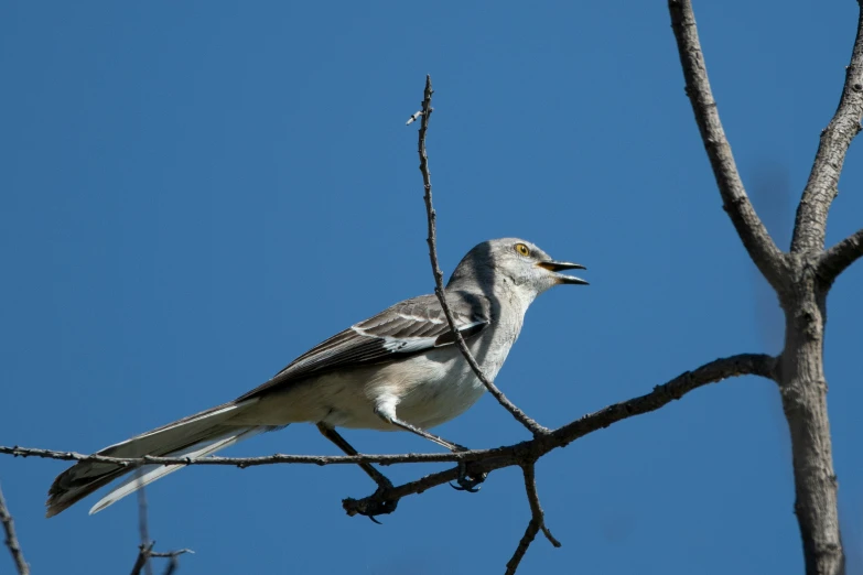 a small bird sitting on a thin nch