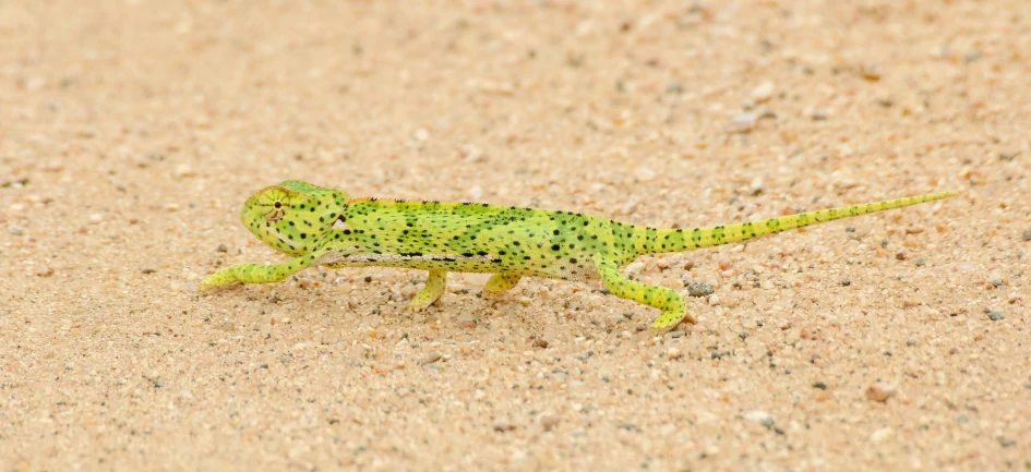 an image of a green lizard that is on the ground