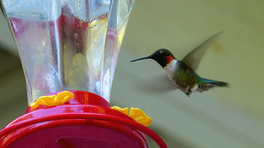 the bird is approaching the bird feeder and hovering