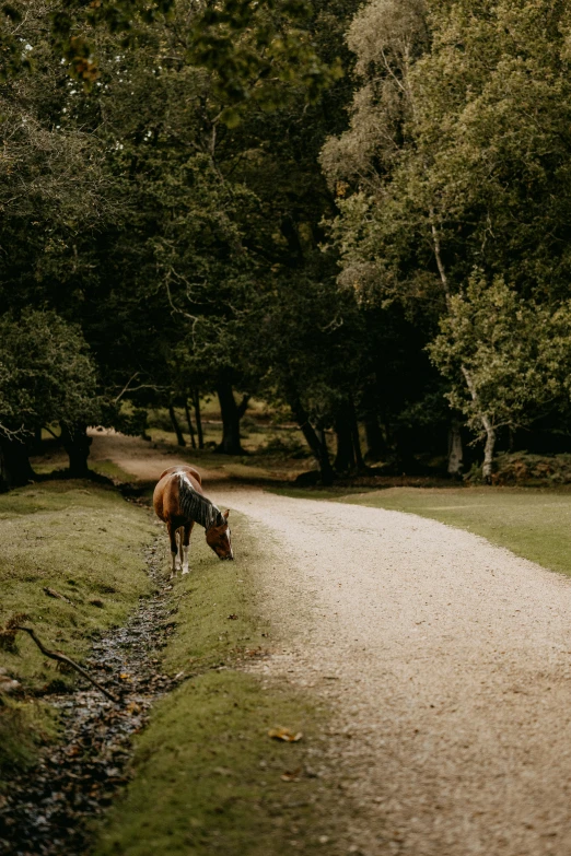 a horse is standing on the road and eating grass