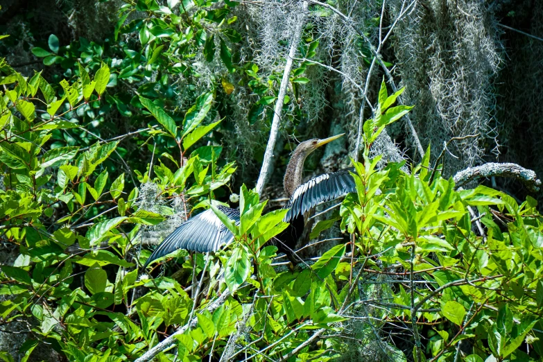 two birds near each other in a thicket of leaves