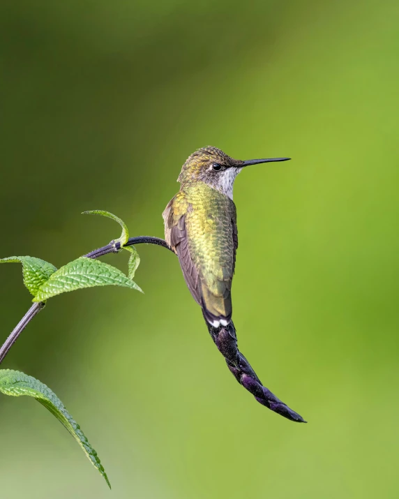 a green hummingbird perches on a nch in flight