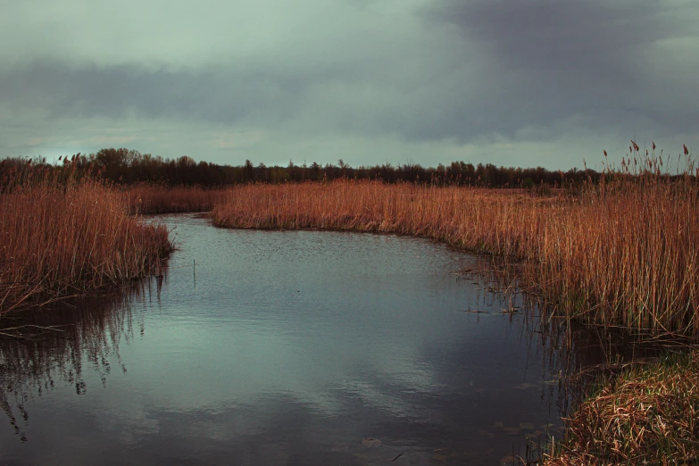 a body of water surrounded by grass and plants